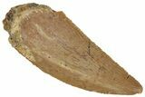 Serrated, Raptor Tooth - Real Dinosaur Tooth #261009-1